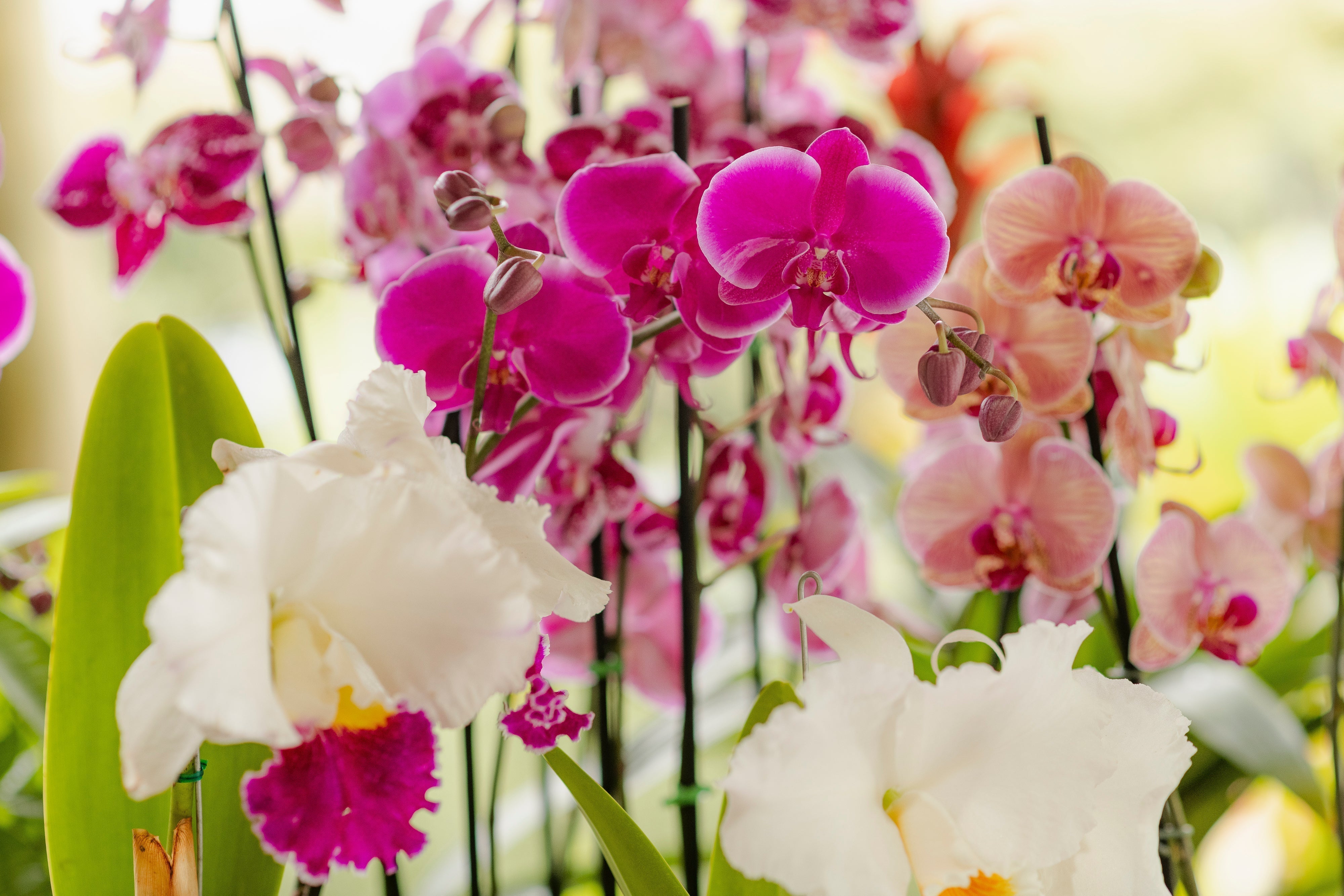 Cuidado de orquídeas en Colombia: Guía completa para mantenerlas sanas y floreciendo