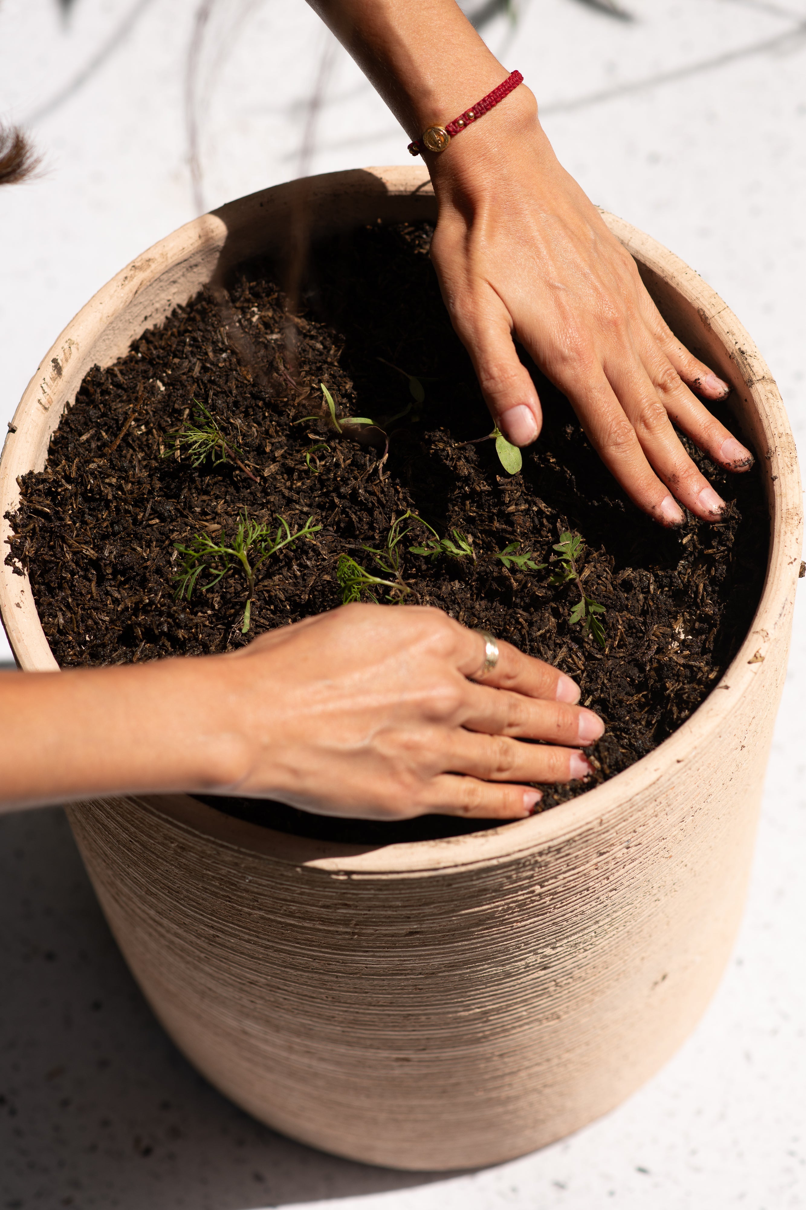 Cómo mejorar el suelo de tus plantas en macetas y evitar que se compacte