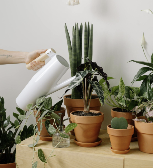 ¿Cuál es el mejor método para regar tus plantas?