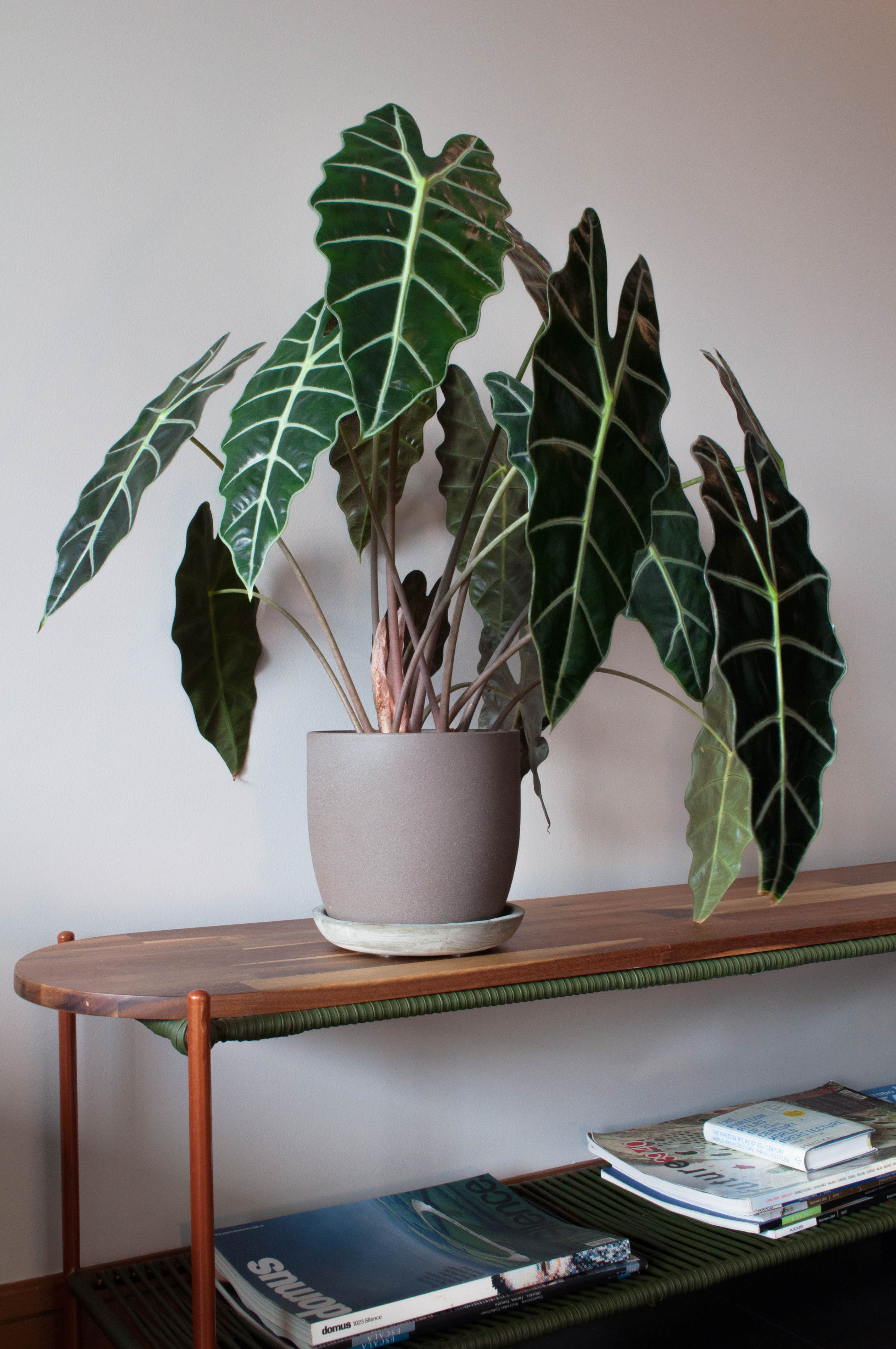 decoracion-con-plantas-de-interior-en-sala-bienestar