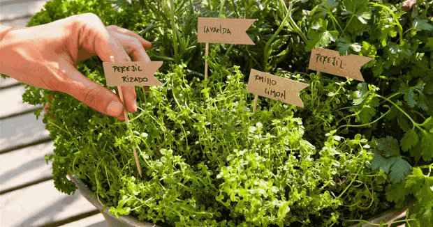 Hierbas aromáticas para cultivar en casa