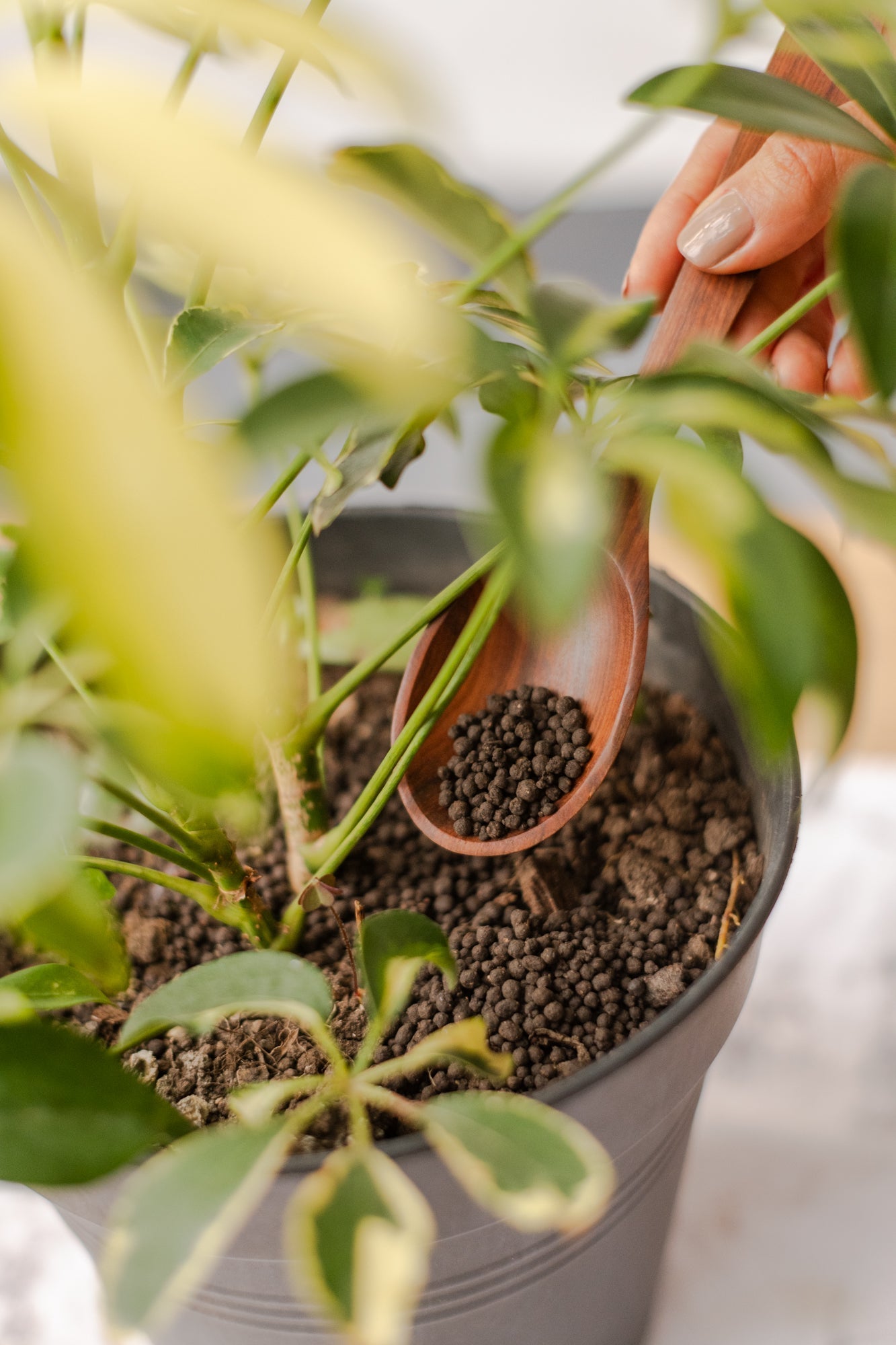 Fertilizantes líquidos vs. sólidos: ¿Cómo elegir el mejor?