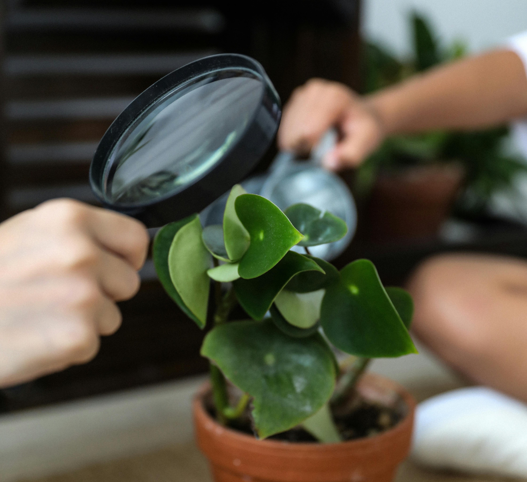¿Por qué las plantas de interior también sufren plagas?