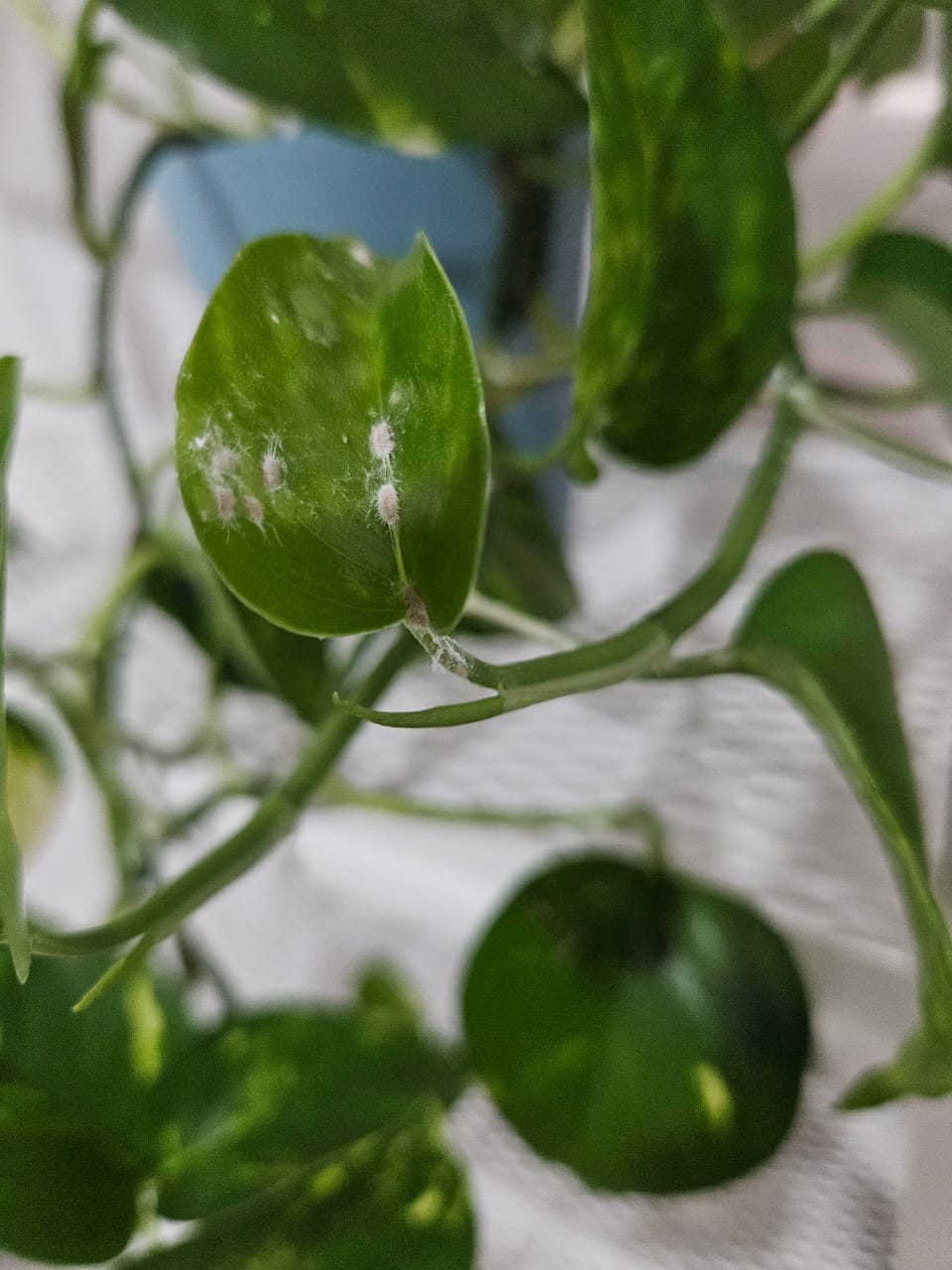 Cómo eliminar plagas en las plantas sin químicos tóxicos