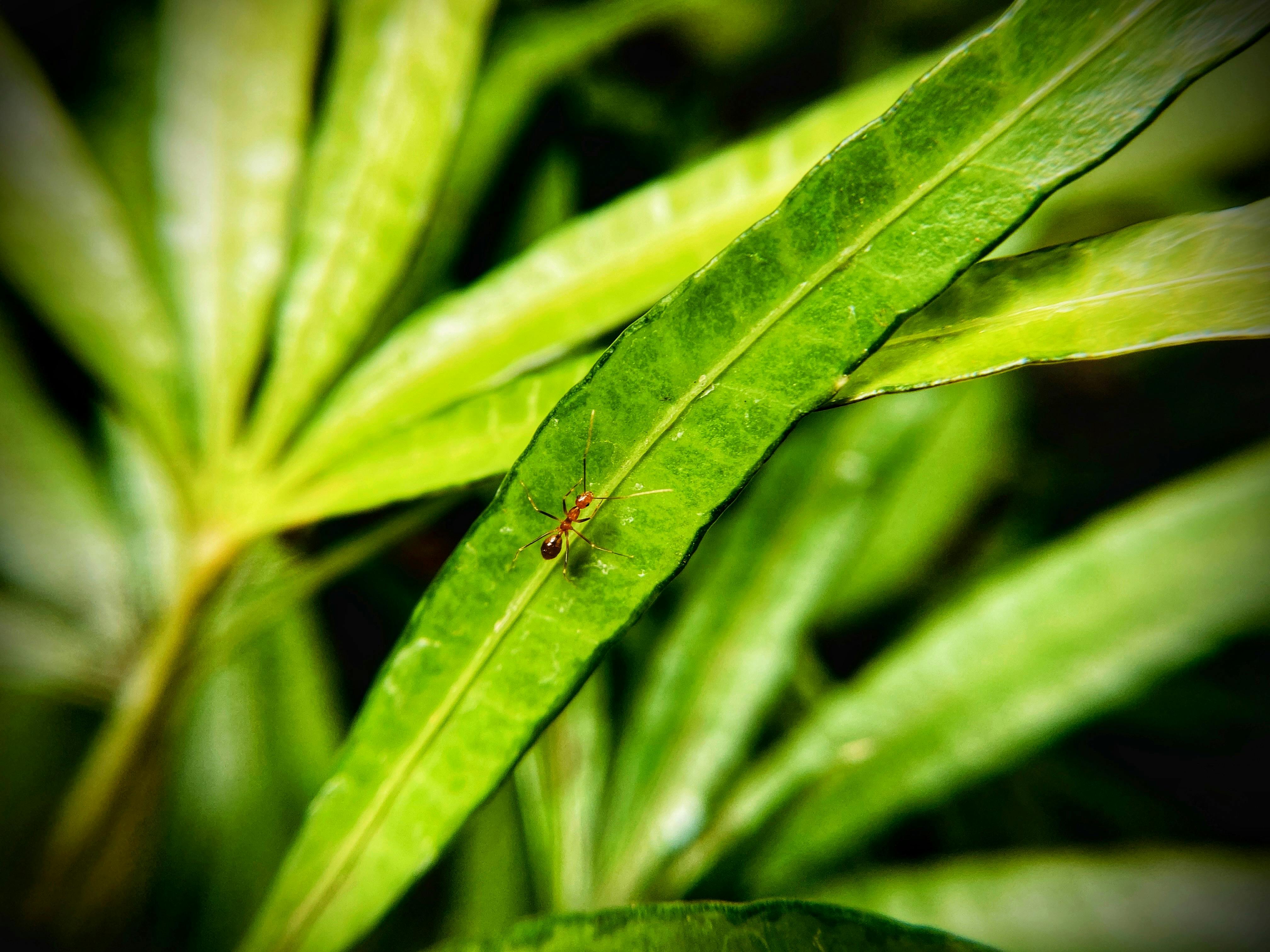 Salva tus Plantas de las Hormigas: Métodos y Consejos