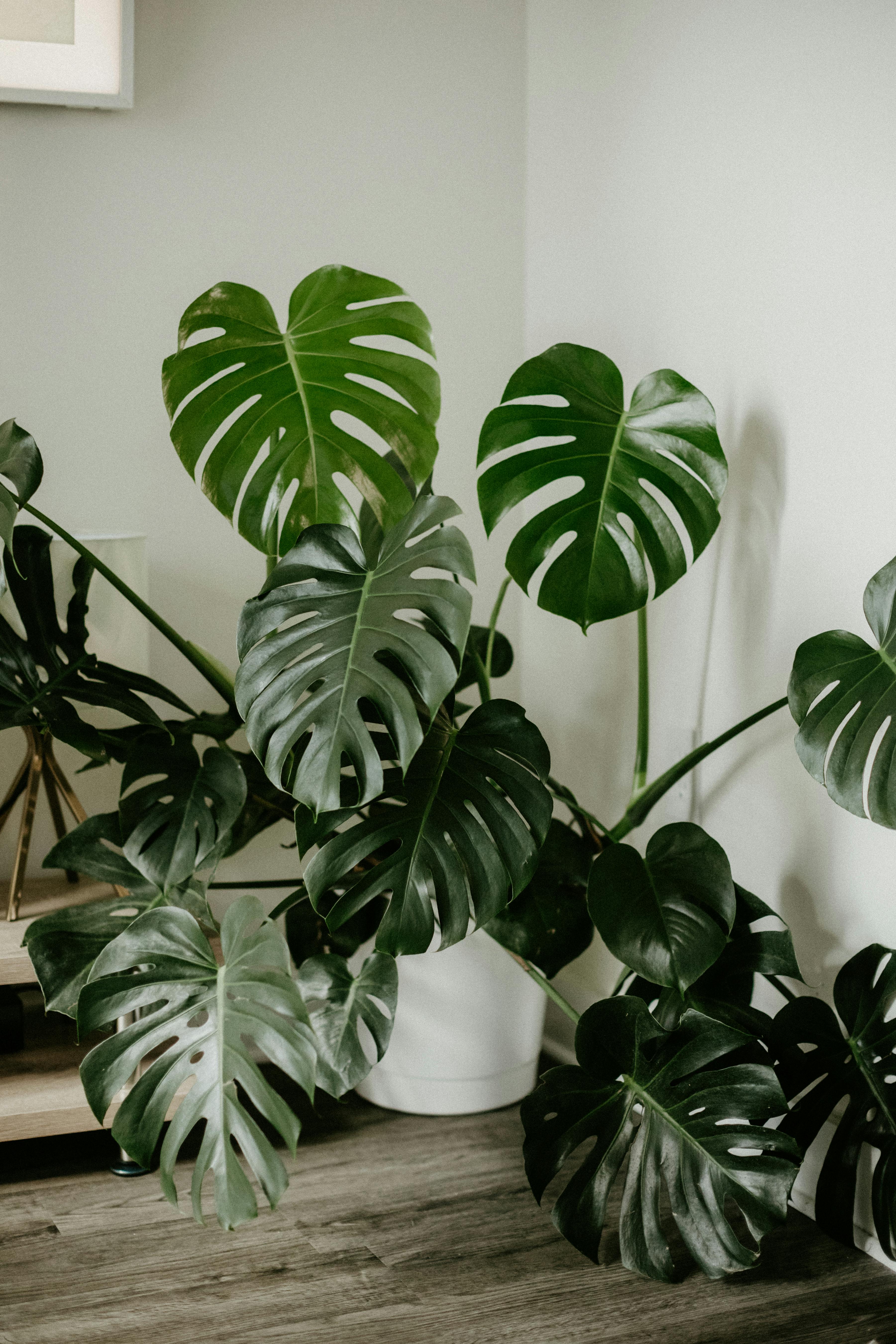 Monstera deliciosa: gua completa de cuidados para tu costilla de Adn   Caul Happy Plants