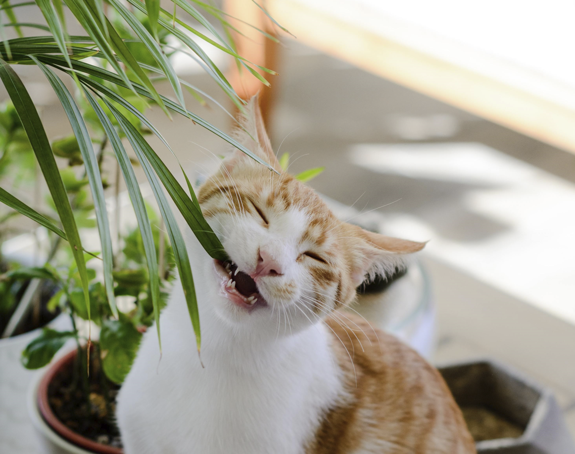 Plantas y abonos orgánicos seguros para tus mascotas.