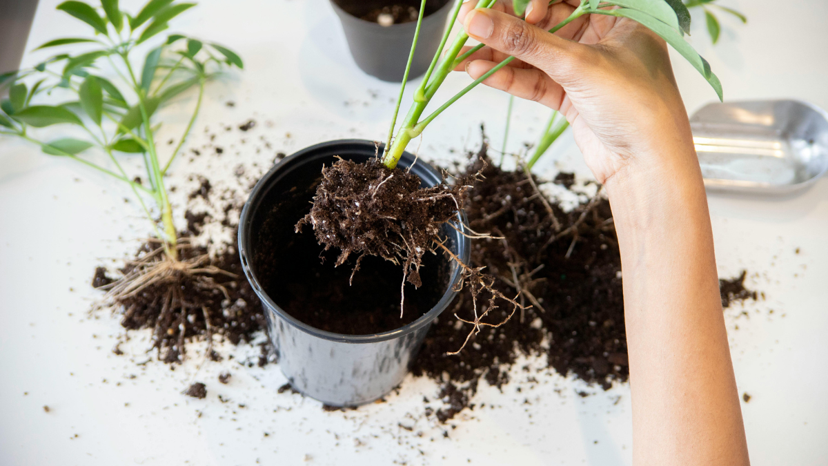 El Corazón de tus Plantas: Cómo Cuidar sus Raíces