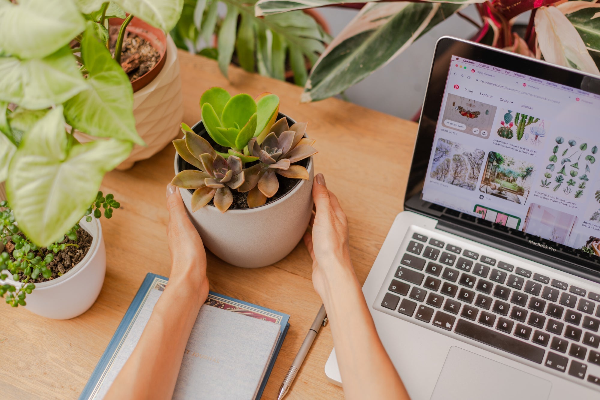 ¿Nuevo en el cuidado de las plantas? Lo que necesitas saber para empezar