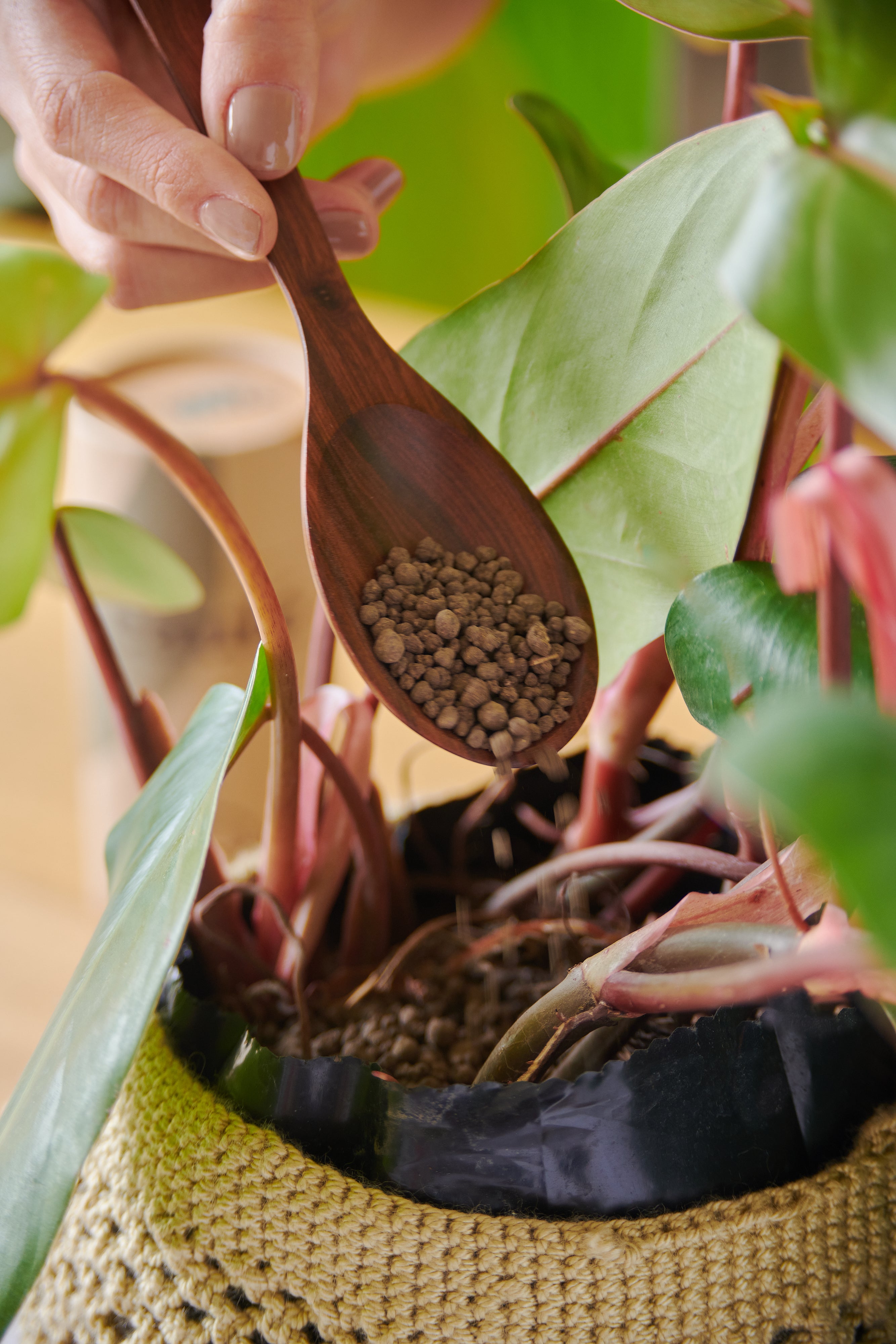 Cómo elegir el mejor fertilizante orgánico para tus plantas