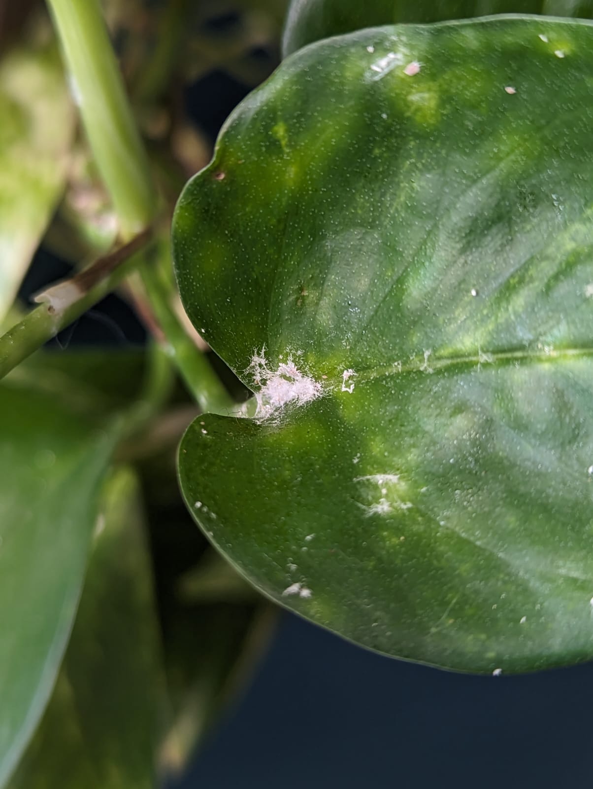 Cómo mantener tus plantas libres de plagas de manera natural