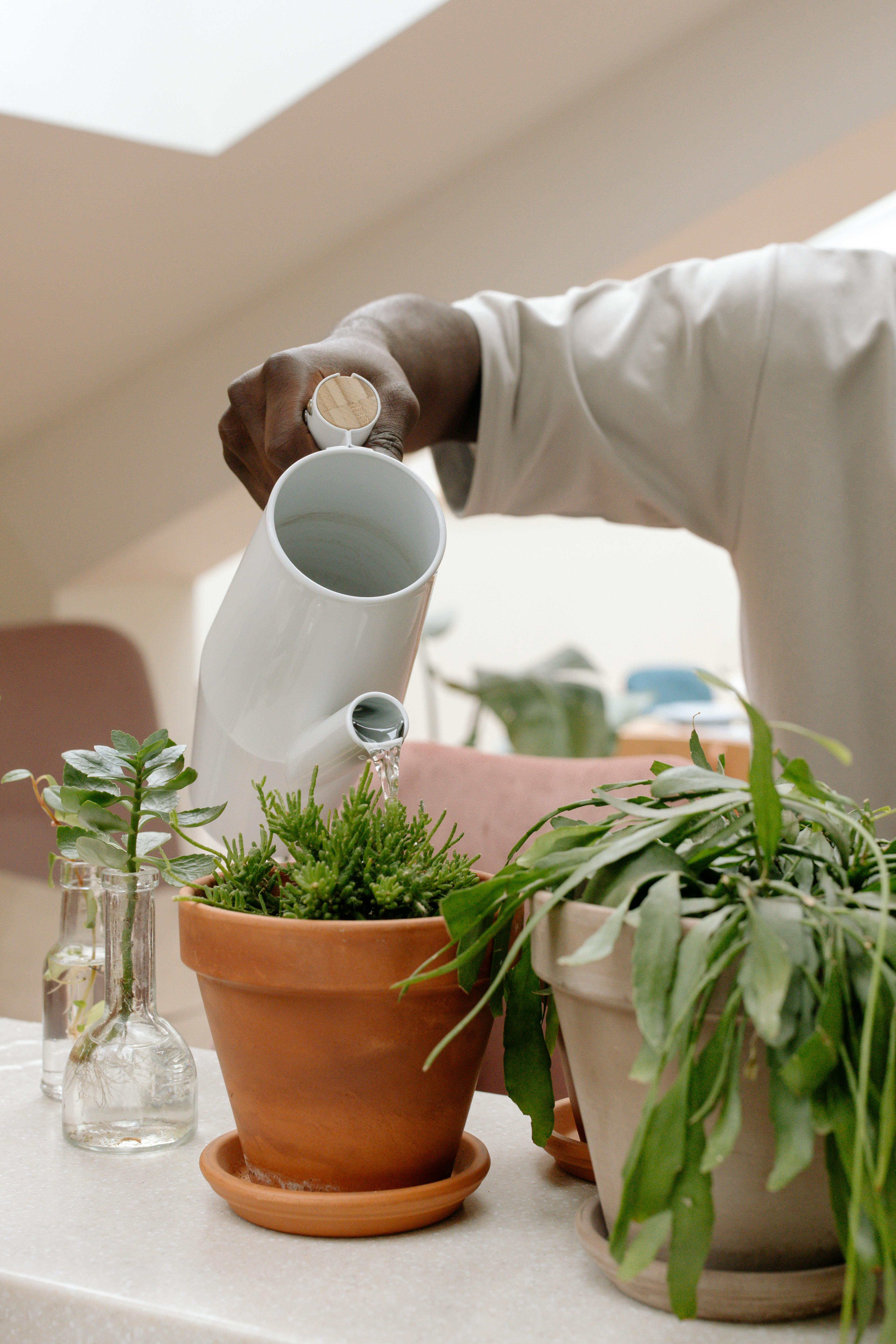 Cómo saber si tu planta necesita más agua o menos