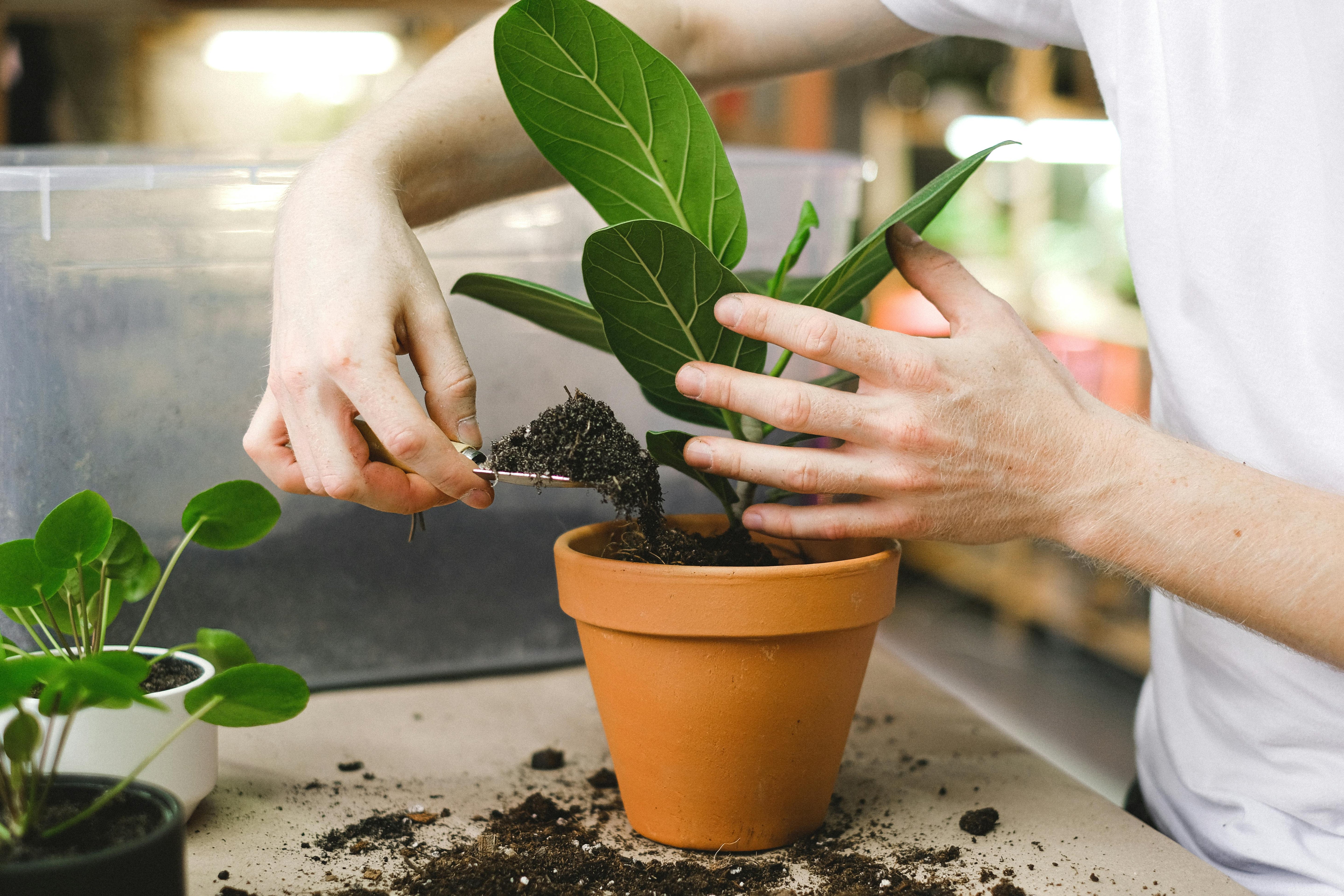 Cómo el Suelo Afecta la Salud de tus Plantas de Interior