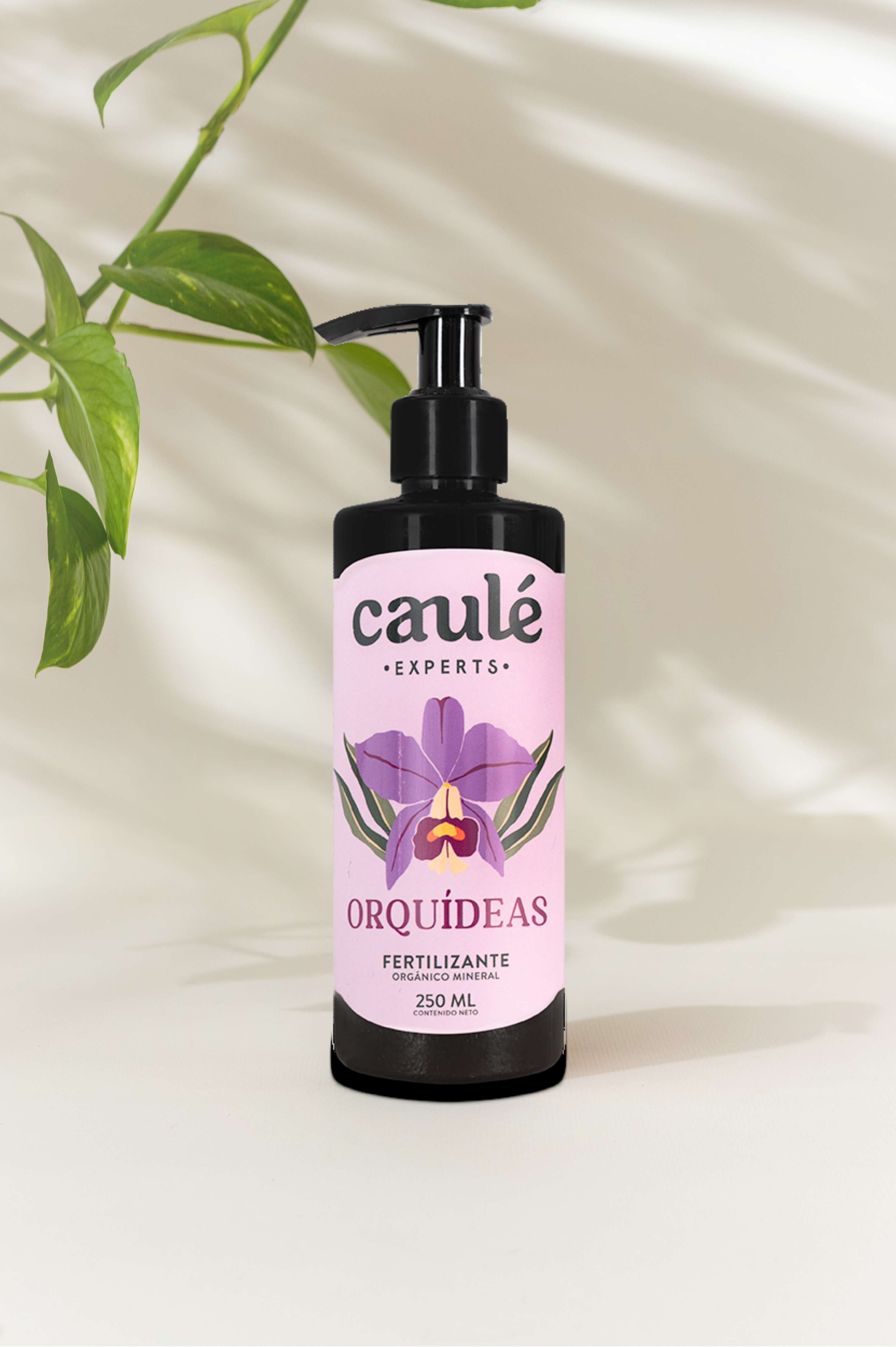 Caulé Orquídeas