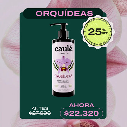 Caulé Orquídeas