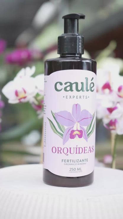 Caulé Orquídeas