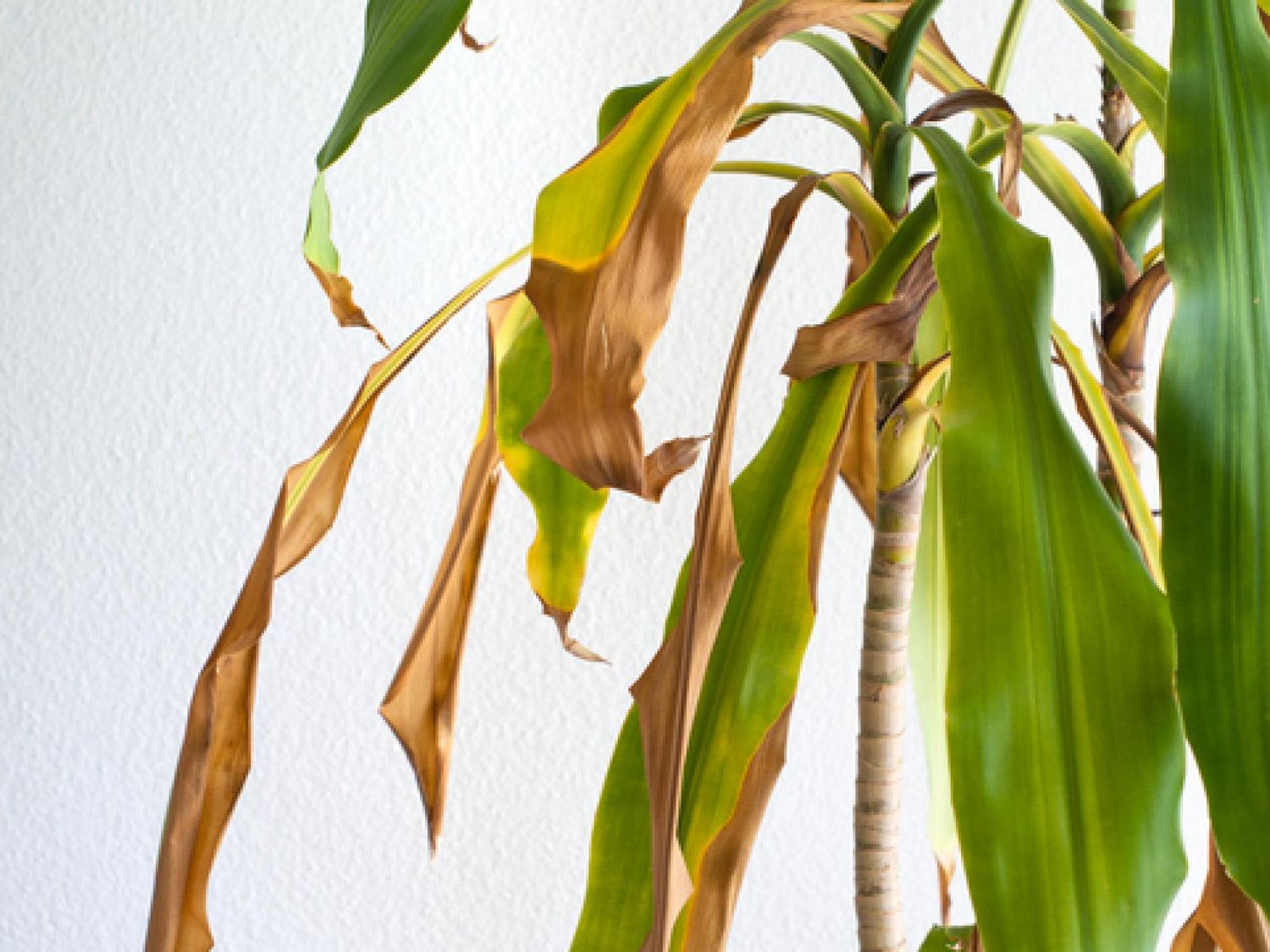 hoja_planta_marron.jpg